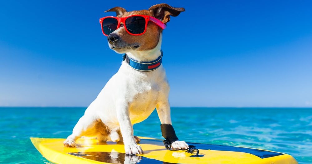 Dog wearing red sunglasses perched on a yellow surfboard in clear blue ocean under a sunny sky.